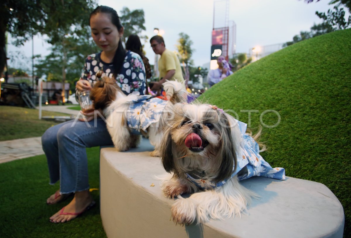 Taman bermain untuk anjing peliharaan