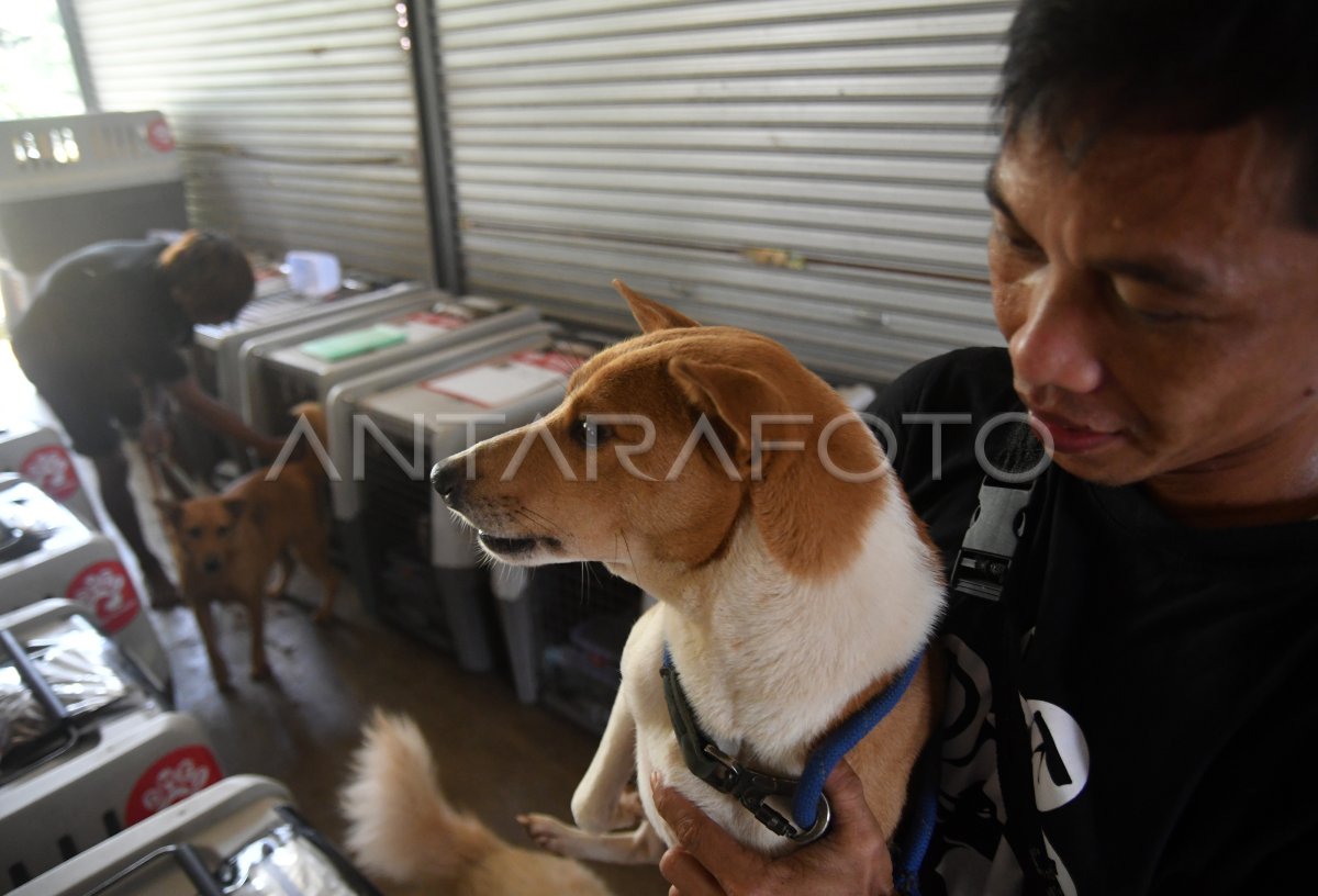 PENGIRIMAN ANJING UNTUK DIADOPSI DI LUAR NEGERI ANTARA Foto PENGIRIMAN ANJING UNTUK DIADOPSI DI LUAR NEGERI ANTARA Foto