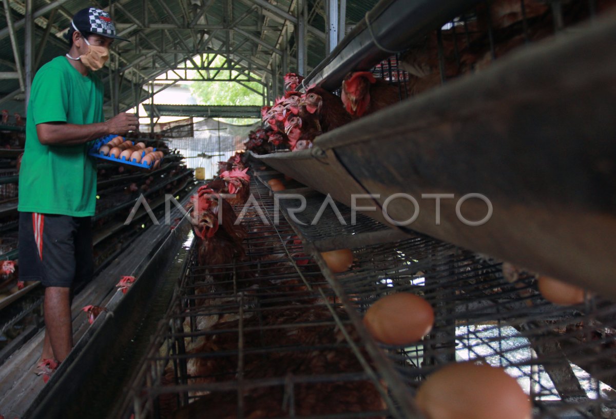 HARGA TELUR AYAM | ANTARA Foto