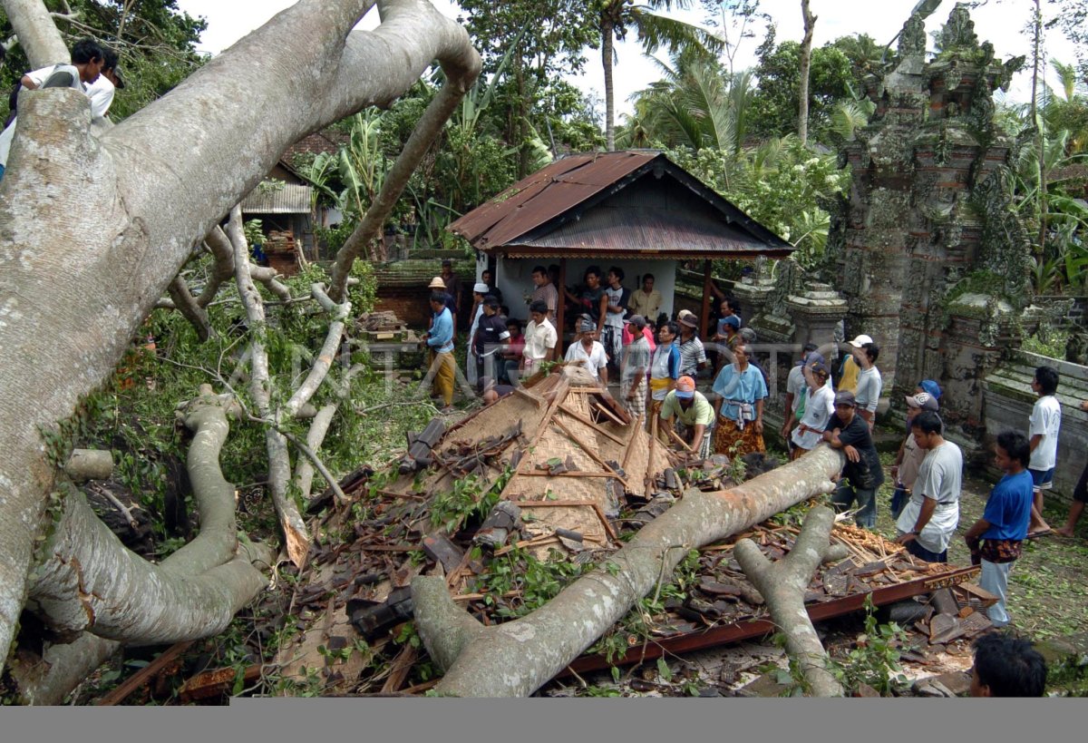 POHON TUMBANG ANTARA Foto