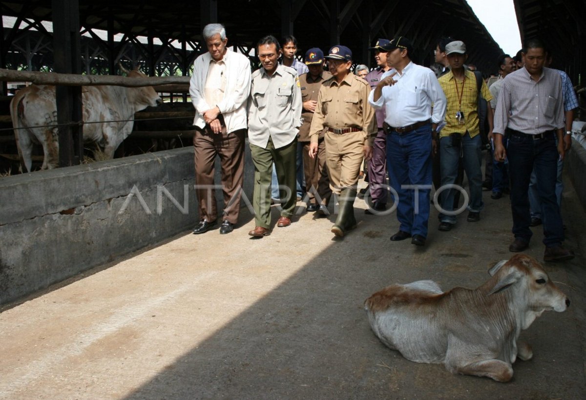 Penggemukan Sapi Antara Foto