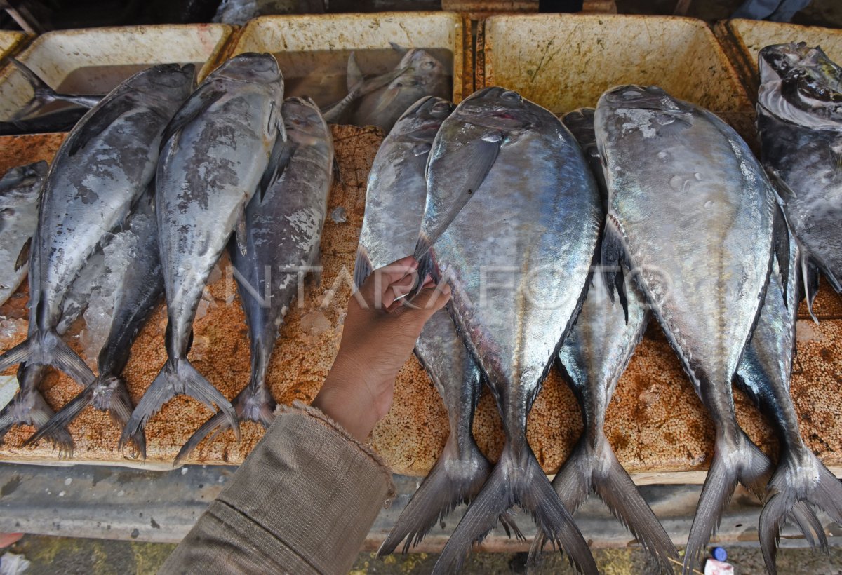 Peningkatan Konsumsi Ikan Nasional Antara Foto