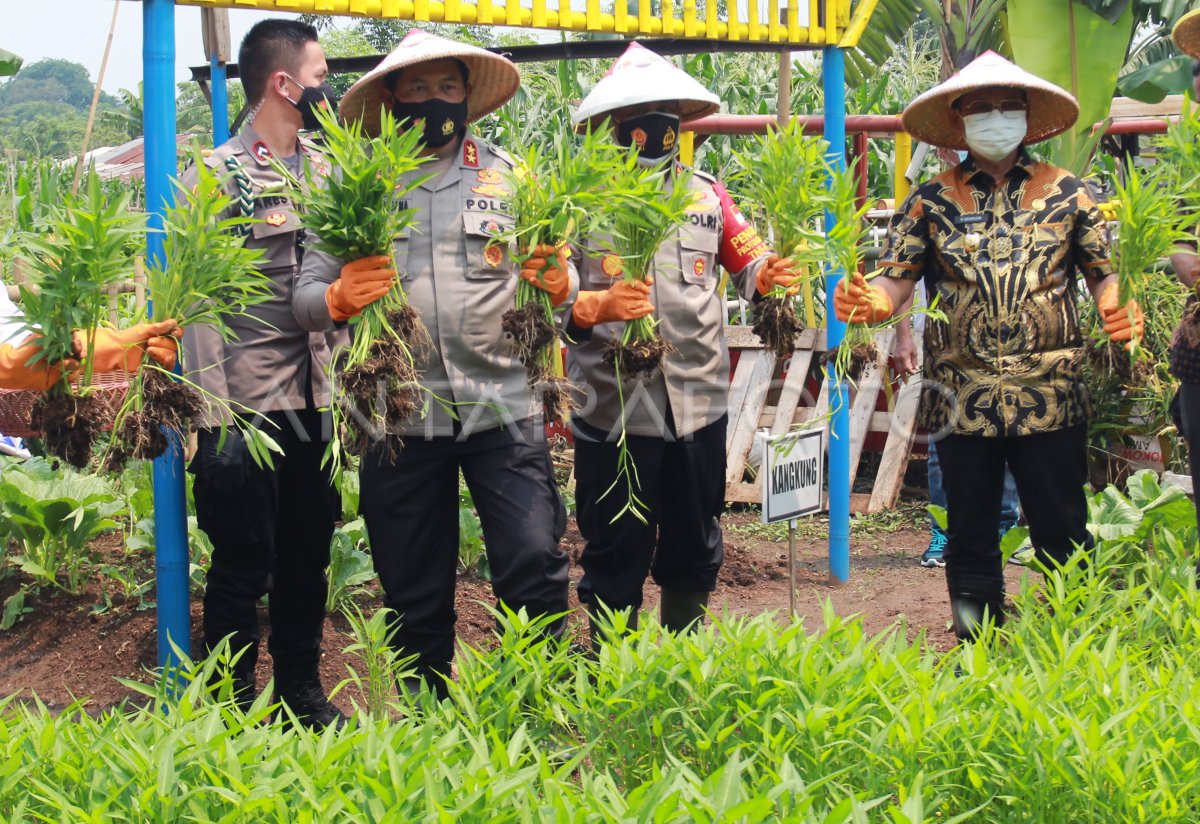 PANEN RAYA DI LAHAN KETAHANAN PANGAN | ANTARA Foto