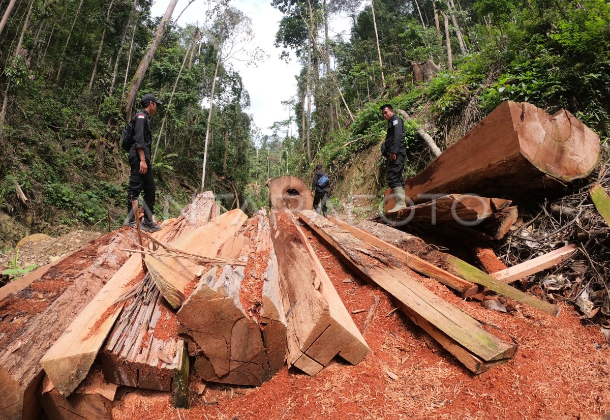 ANCAMAN PEMBALAKAN TAMAN NASIONAL DI JAMBI | ANTARA Foto