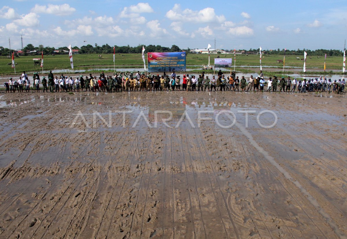 GERAKAN TANAM PADI SERENTAK | ANTARA Foto