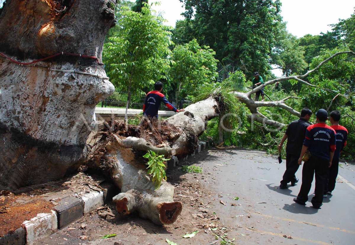 POHON TUMBANG ANTARA Foto