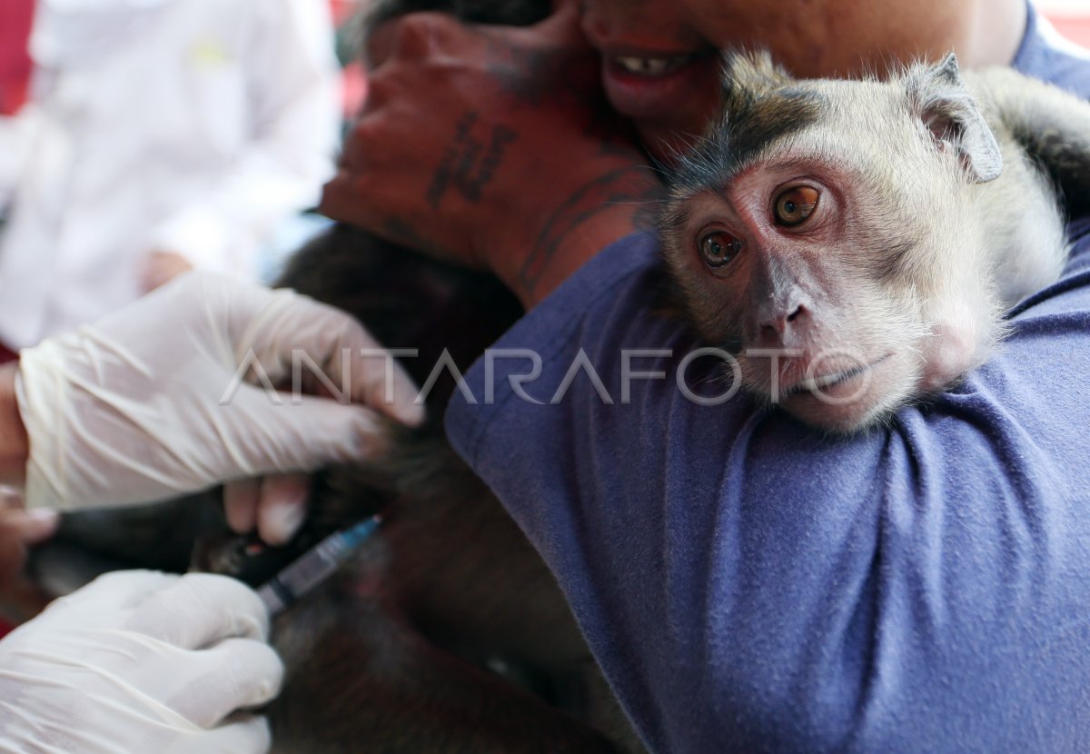 Vaksinasi rabies untuk hewan peliharaan