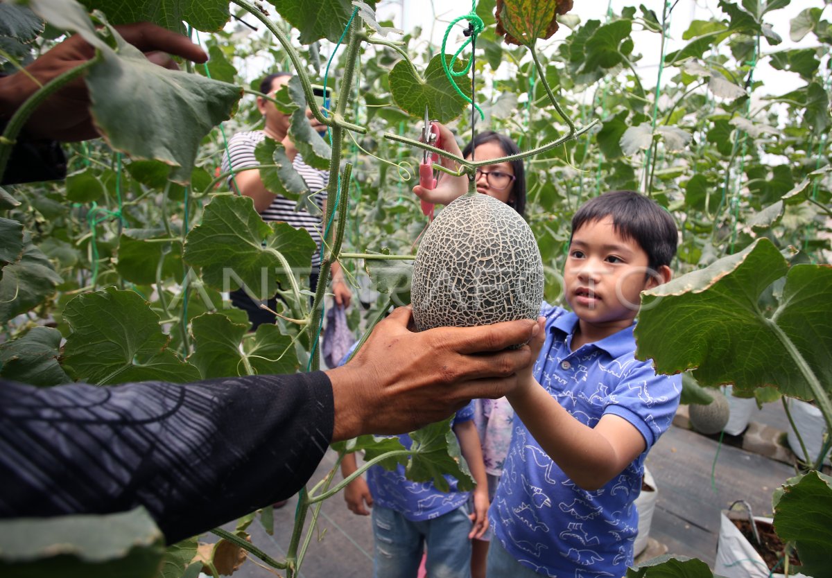 Wisata Agro Petik Buah Melon Di Tangerang | ANTARA Foto