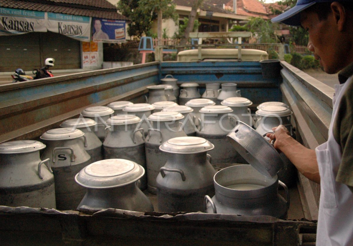 SUSU MURNI. | ANTARA Foto
