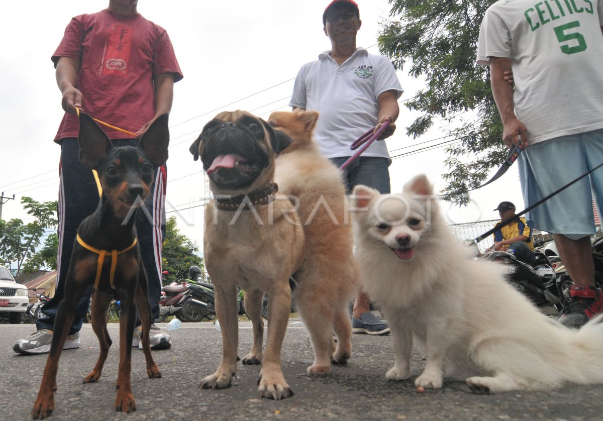 KOMUNITAS PECINTA ANJING