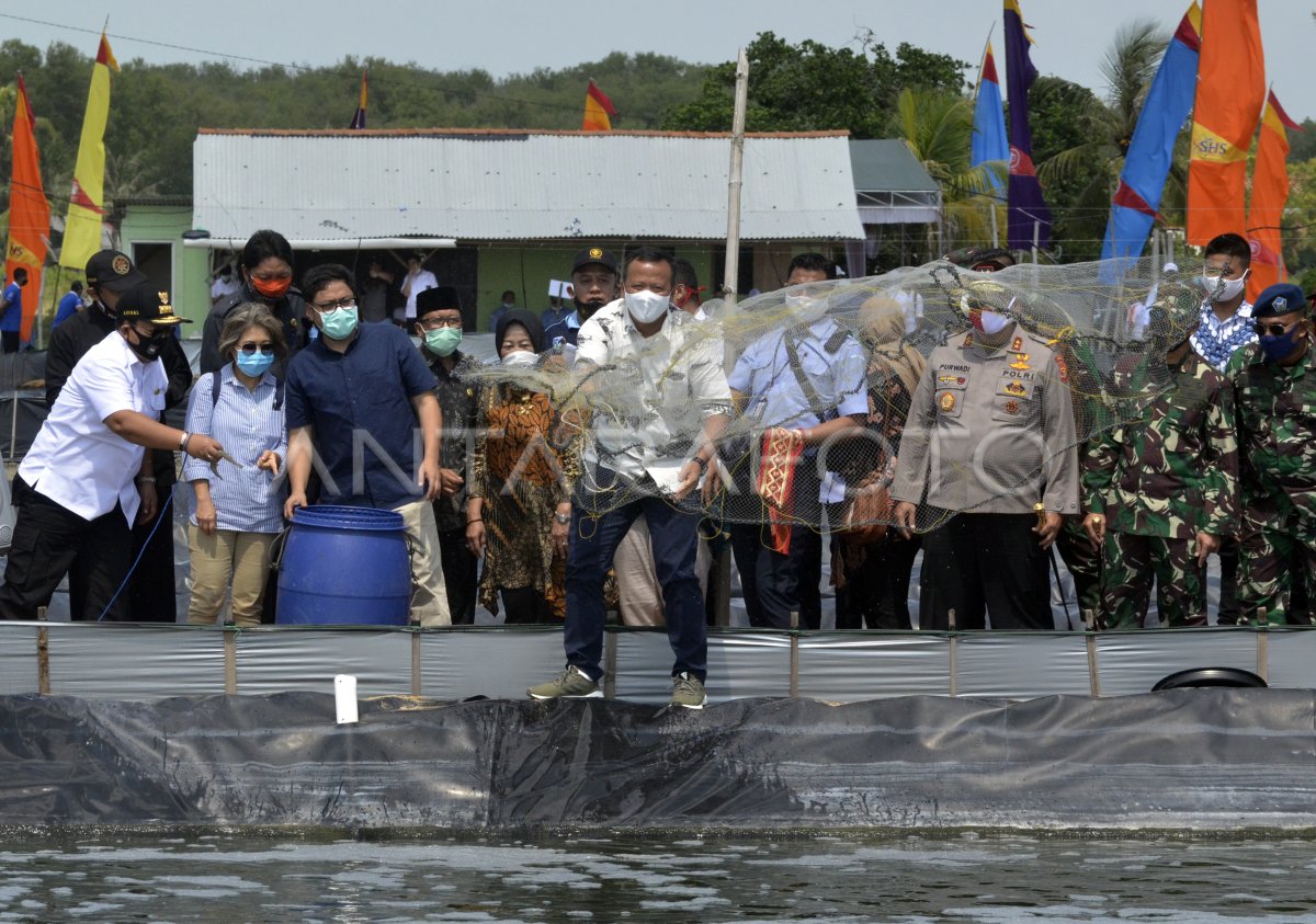 Menteri Kkp Panen Udang Vaname Antara Foto