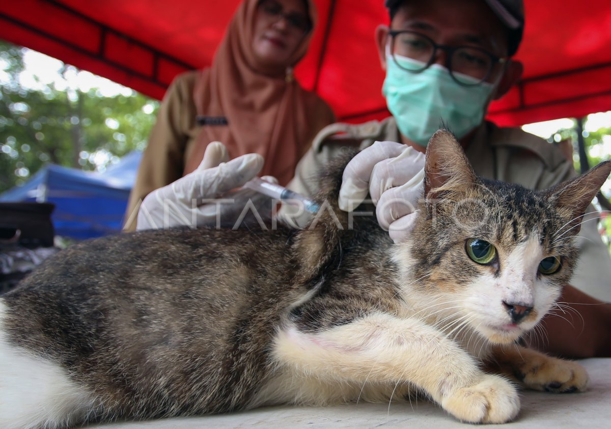 Vaksinasi rabies untuk hewan peliharaan
