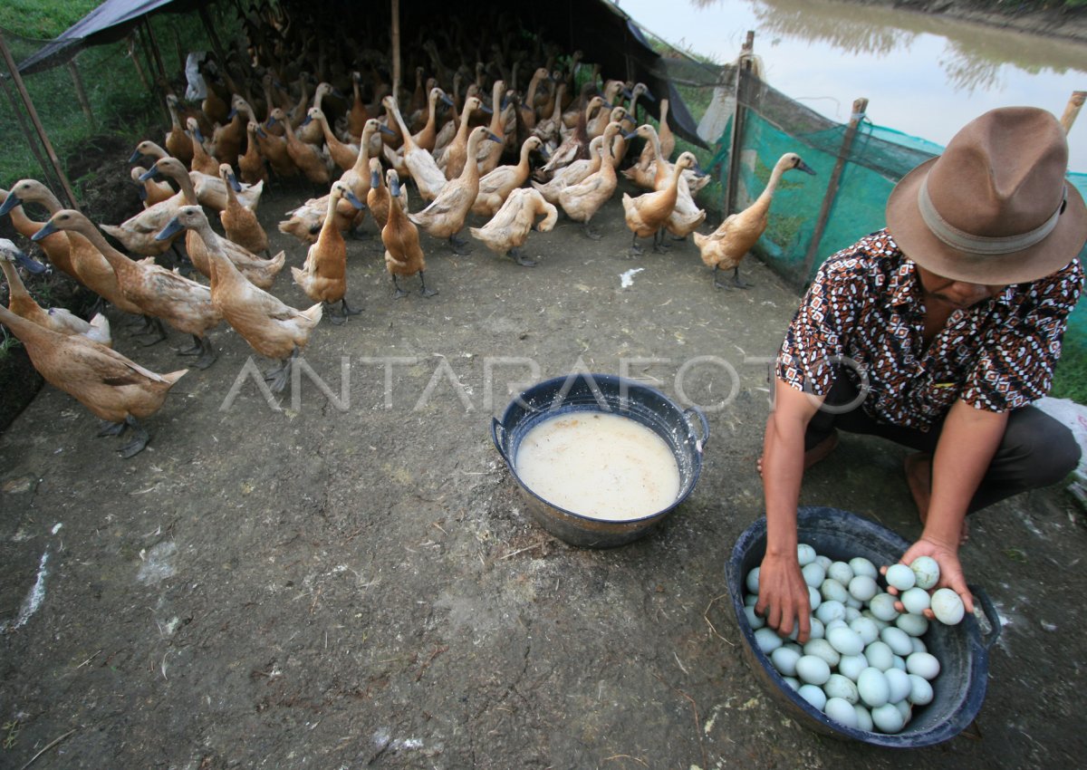 Produksi Telur Bebek Antara Foto