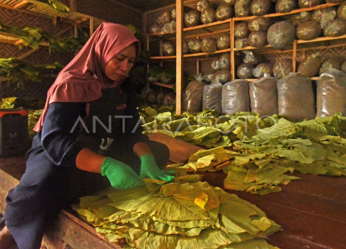 Tembakau alternatif berbahan daun talas beneng