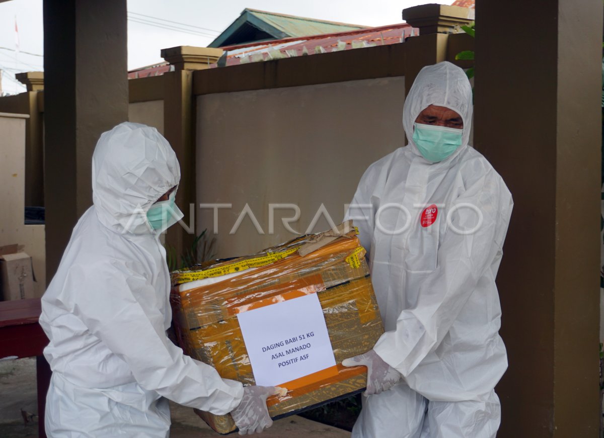 Pemusnahan daging babi terinfeksi ASF di Sorong