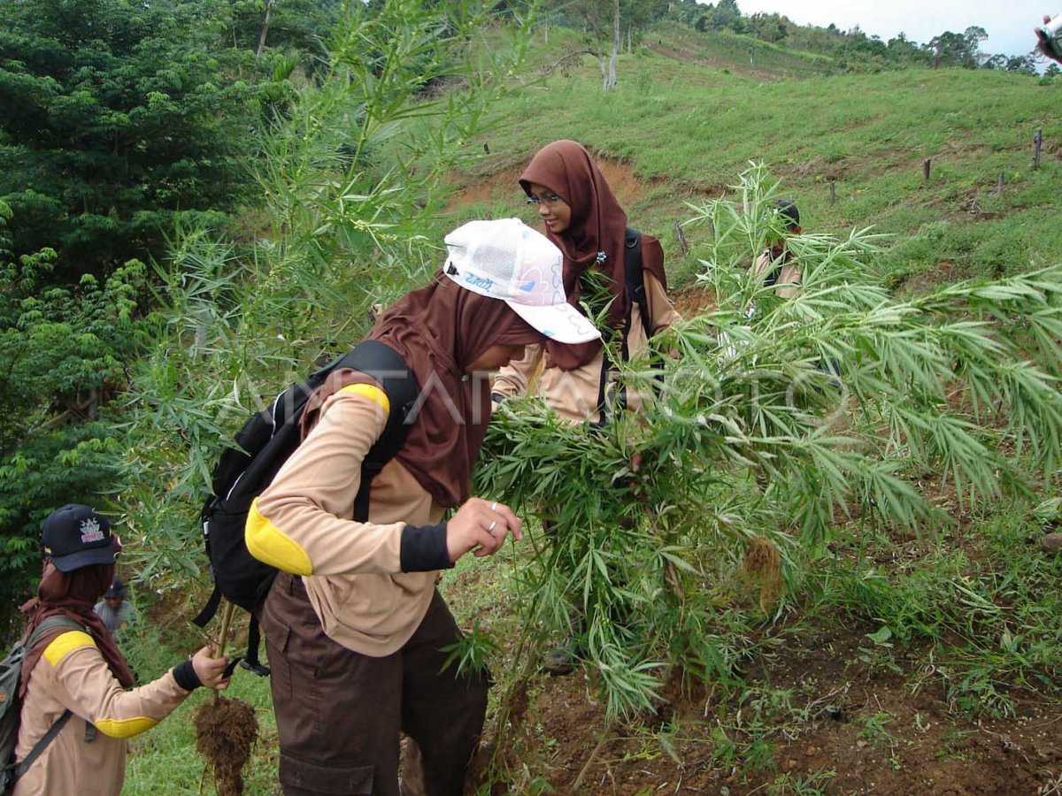 LADANG GANJA | ANTARA Foto