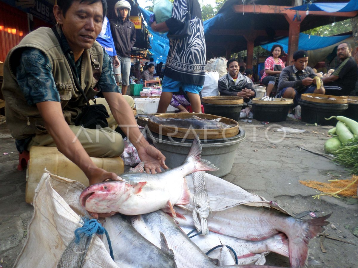 IKAN BENGAWAN SOLO | ANTARA Foto