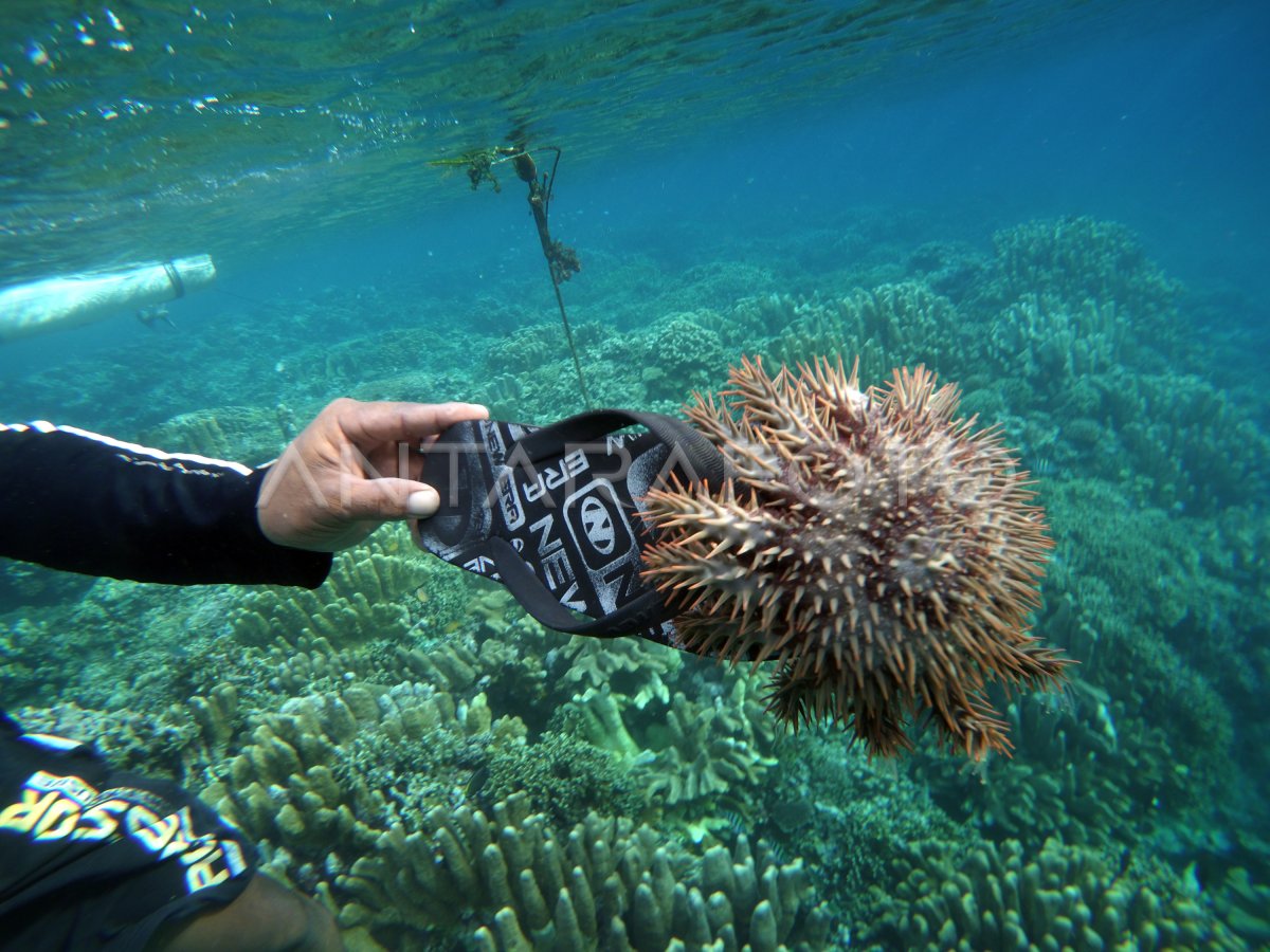 LIPAN LAUT PERUSAK TERUMBU KARANG ANTARA Foto