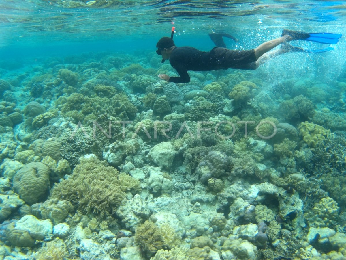 Titik Selam Mari Mabuk Pulau Tomia Antara Foto