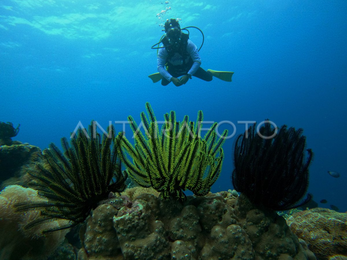 Menikmati keindahan bawah laut Tomia Wakatobi | ANTARA Foto