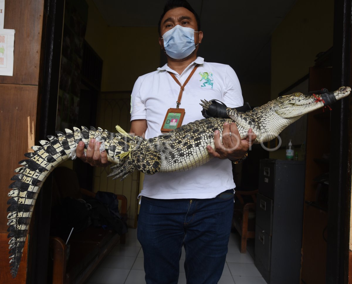 BKSDA BANTEN AMANKAN BUAYA MUARA | ANTARA Foto