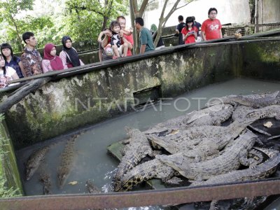 WISATA BUAYA | ANTARA Foto