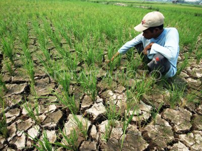 PADI TERANCAM PUSO | ANTARA Foto