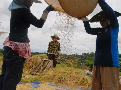 HARGA GABAH TURUN | ANTARA Foto