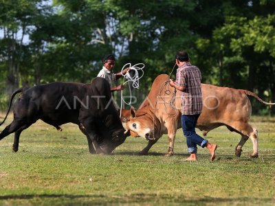 Pacu Jawi: Tradisi Adu Sapi yang Membara di Tanah Minangkabau