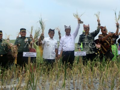 Panen Perdana Bawang Putih Antara Foto