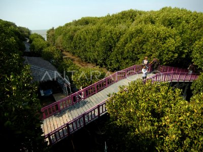 WISATA EDUKASI MANGROVE PANTAI LEMBUNG | ANTARA Foto