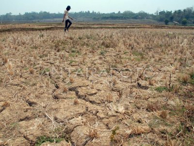 SAWAH KEKERINGAN DI BOGOR | ANTARA Foto