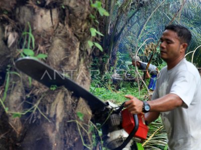 PENEBANGAN POHON SAWIT ILEGAL | ANTARA Foto