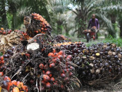 Harga Komoditas Kelapa Sawit Anjlok Antara Foto