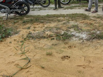 PENEMUAN JEJAK HARIMAU SUMATRA DI KAMPAR | ANTARA Foto