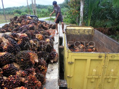 HARGA TBS KELAPA SAWIT MULAI MEMBAIK ANTARA Foto