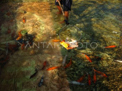 Budidaya Ikan Koi Antara Foto