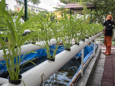 KAWASAN PERTANIAN PERKOTAAN DI JAKARTA | ANTARA Foto