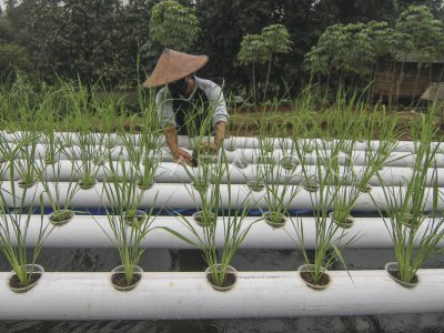 BERCOCOK TANAM PADI SISTEM HIDROGANIK | ANTARA Foto