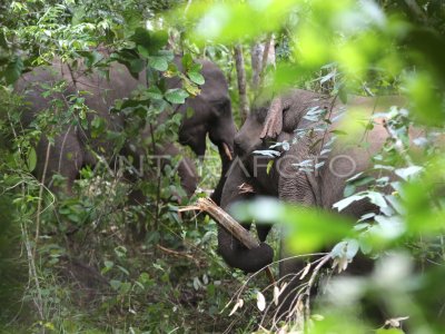 GAJAH SUMATERA LIAR MENCARI MAKAN DI PERKEBUNAN WARGA | ANTARA Foto