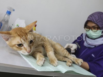 STERILISASI KUCING GRATIS ANTARA Foto