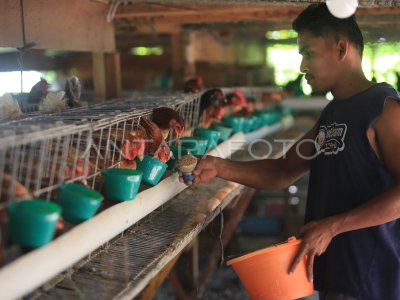 BUDIDAYA AYAM KAMPUNG PETELUR | ANTARA Foto