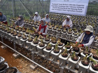 Panen Bawang Merah Hidroponik Antara Foto