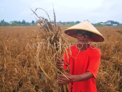 RIBUAN HEKTARE TANAMAN PADI GAGAL PANEN DI KUDUS | ANTARA Foto