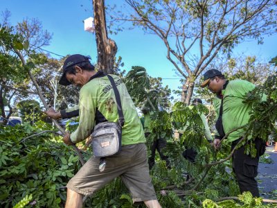 Pohon Tumbang Di Jakarta | ANTARA Foto