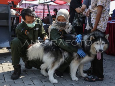 Vaksinasi rabies dan steril kucing gratis di Semarang ANTARA Foto Vaksinasi rabies dan steril kucing gratis di Semarang ANTARA Foto
