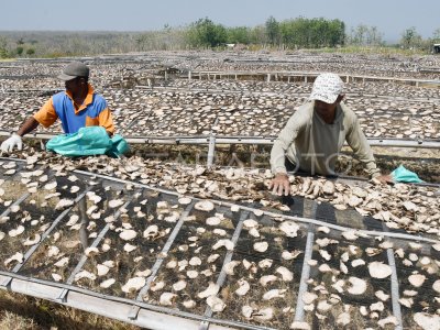 Panen Porang Di Madiun | ANTARA Foto