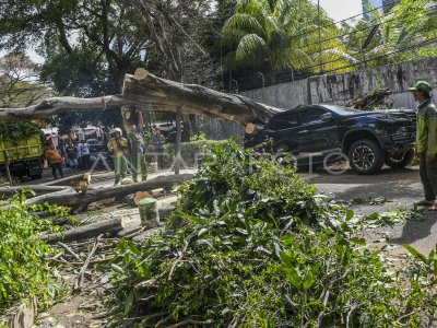 Pohon Tumbang Di Jakarta | ANTARA Foto