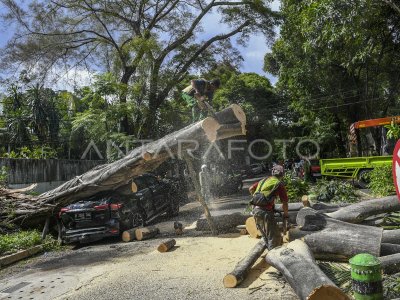 Pohon Tumbang Di Jakarta | ANTARA Foto