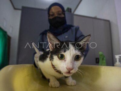Operasi sterilisasi kucing gratis ANTARA Foto Operasi sterilisasi kucing gratis ANTARA Foto